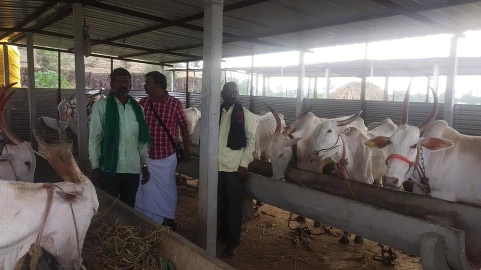 Among the cows at a local gaushala