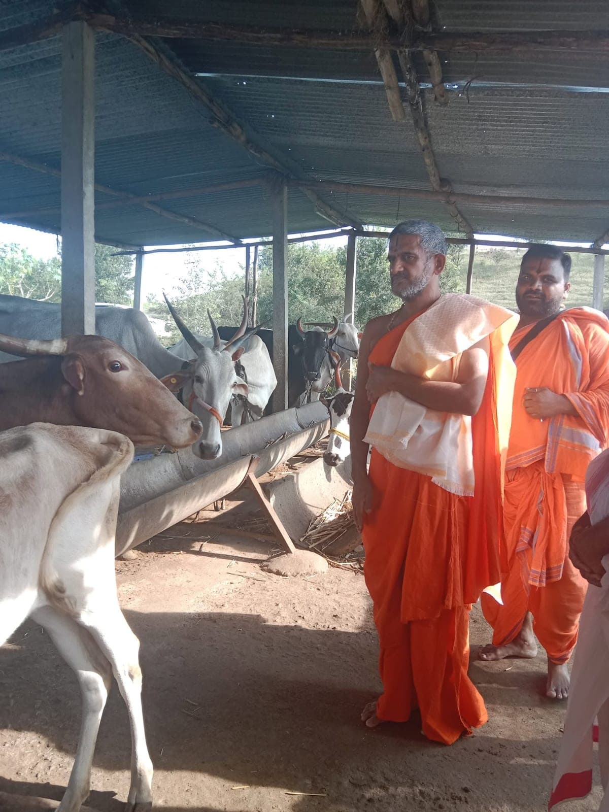 At the gaushala with a visiting Swami